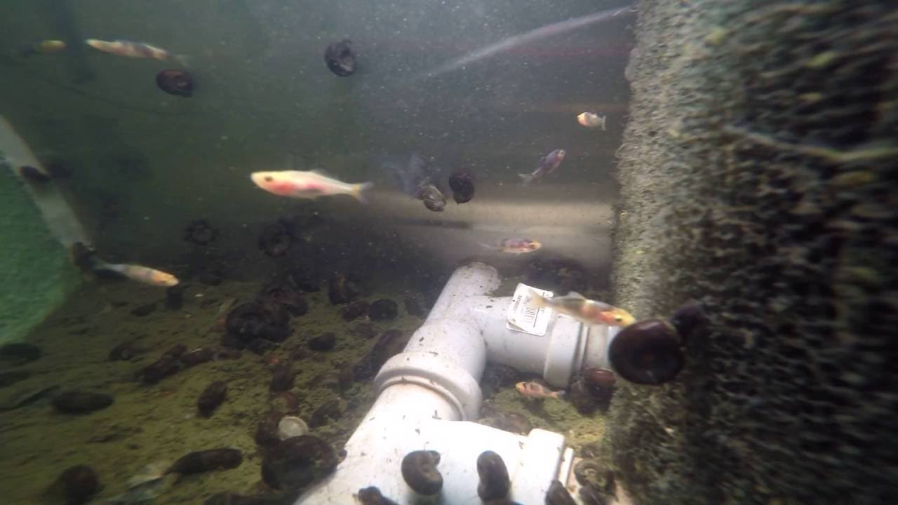 Koi Jungfische im TeichVorfilter YouTube