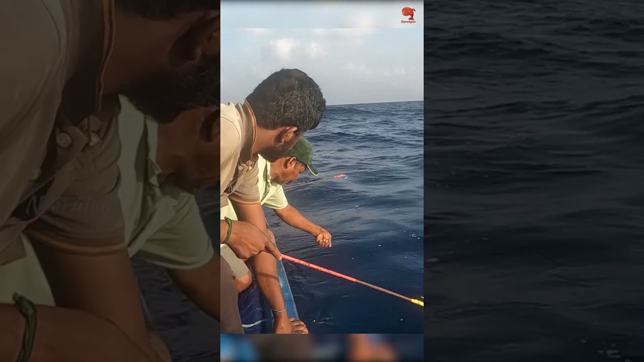 Catching King Fish in the Deep Sea