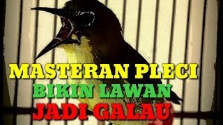 Masteran Pleci Tembakan Tanda Bahaya Sambung Cerrrr Tulit Tulit