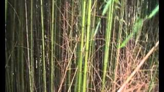BOSQUE MAGICO DE BAMBU EN SEBRAYU UNICO EN VILLAVICIOSA ASTURIAS ,ENERO 2011,