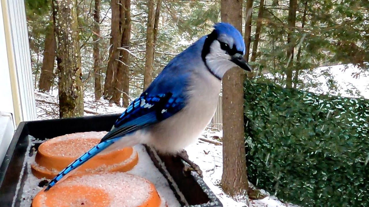 다친 날개로 힘든 시간을 견뎌냈던 블루제이