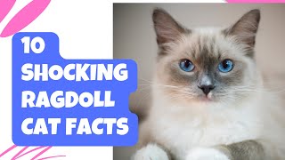 10 Shocking Ragdoll Cat Breed Facts You Didn't Know!