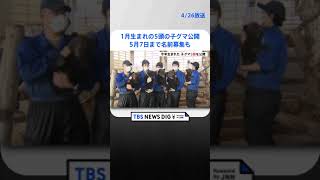 1月生まれの5頭の子グマ公開　27日から一般公開予定　5月7日まで名前募集も　北海道・のぼりべつクマ牧場｜TBS NEWS DIG #shorts