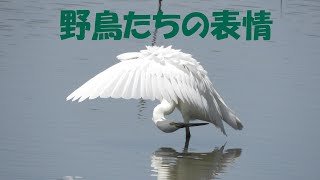 野鳥たちの表情