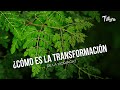 ¿Cómo es la transformación de la Moringa?   - TvAgro por Juan Gonzalo Angel