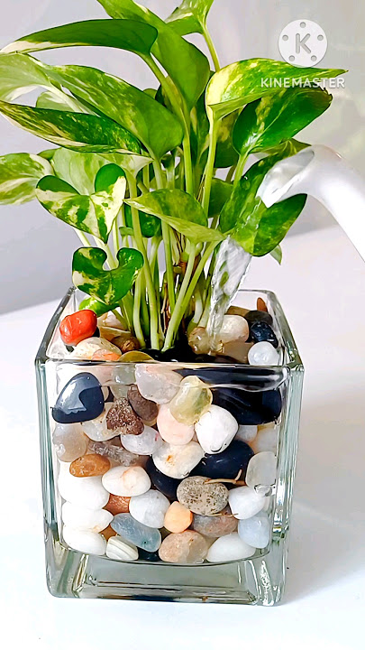 DIY Pothos Money Plant / Pebbles #shorts #youtube
