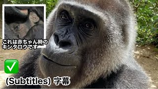 Download Lagu Genki gave birth! Concerned about  the baby's condition after 72 hours. Gorilla MP3