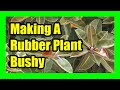 Making Rubber Plant Bushy By Pruning and Notching