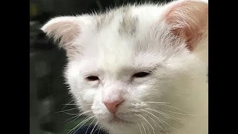 Binding of Issac, but I