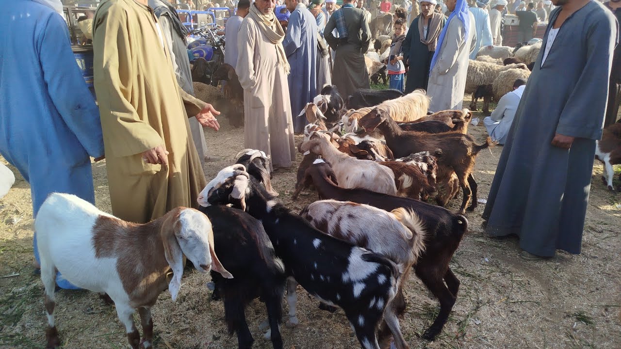 اسعار الماعز الشامي الجامبو الوالدة والماعز اللحم والباني والعشر في الحتاحته