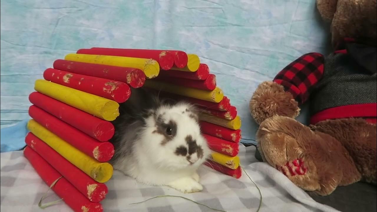 House Rabbit Network Adoptable Mekong YouTube