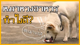 Khon Jai Ma | หมาหวงอาหาร