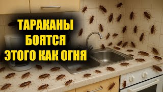 картинка: Тараканам конец! Это работает лучше любой химии