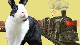 Rabbit meets train