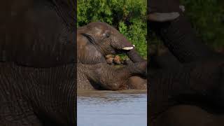 Elephants Mating In A Lake