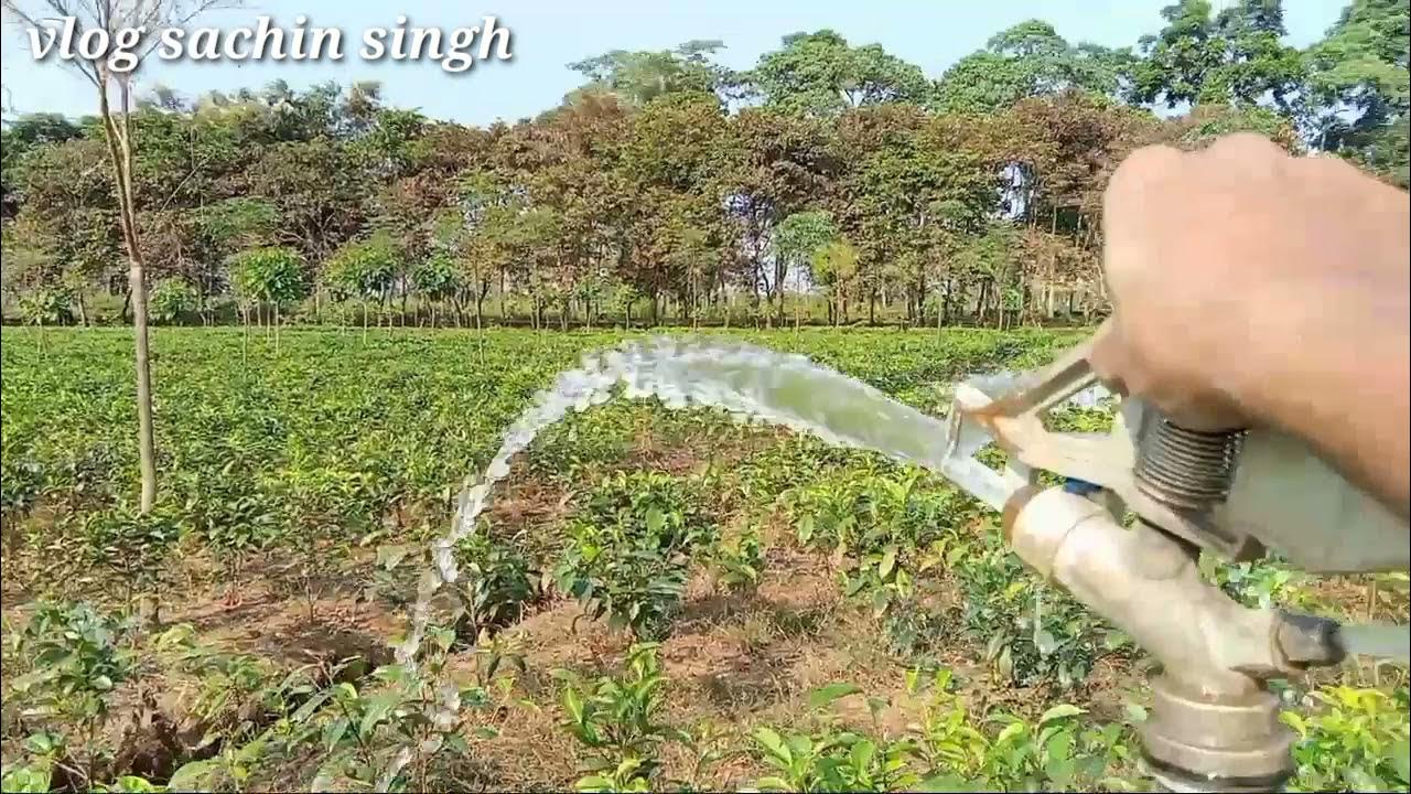 irrigation system for tea plantation use tea garden west bengal