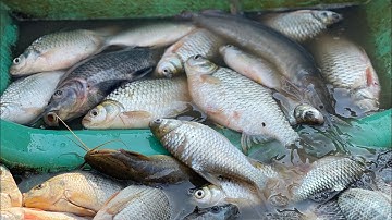 Anh Em Trúng Mẻ Cá Mè Khủng • Săn Bắt Miền Tây | Bông Lúa Đồng Tháp