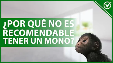 ¿Qué hacer si se te acerca un mono?