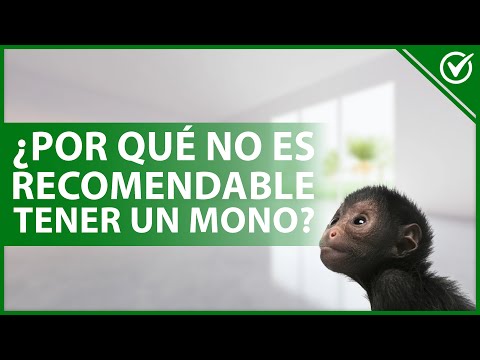 Video: Cómo domesticar un mono mascota