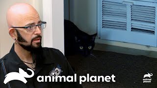 Will Bogie The Cat Get the Boot? | My Cat From Hell | Animal Planet by Animal Planet 8,655 views 2 weeks ago 9 minutes, 50 seconds