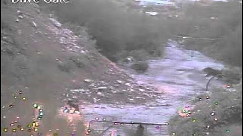 Javelina can run fast!!!