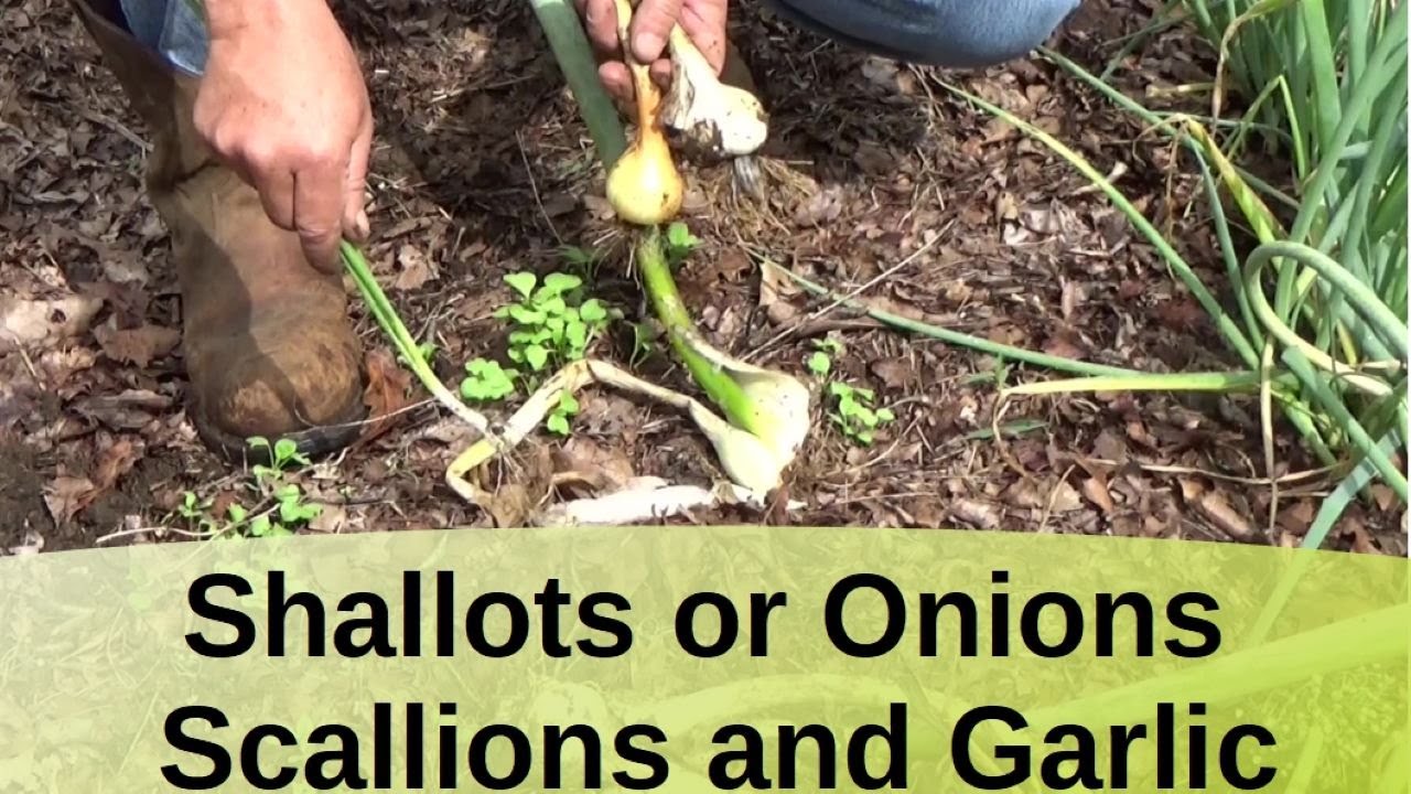 all-shallots-are-onions-but-not-all-onions-are-shallots-in-the-deep