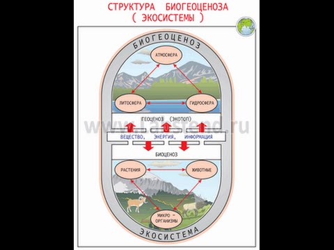 Экосистема и биогеоценоз