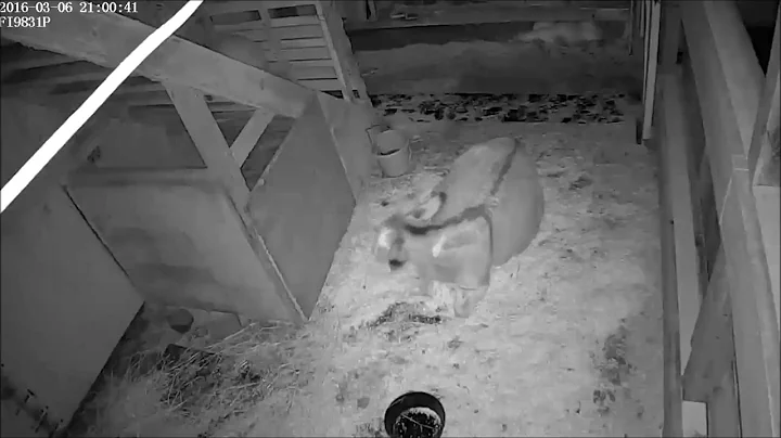 Roxie has a baby!