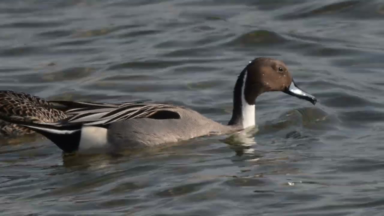 日本の風景kuni-hiro編集　鳴尾川河口の風景