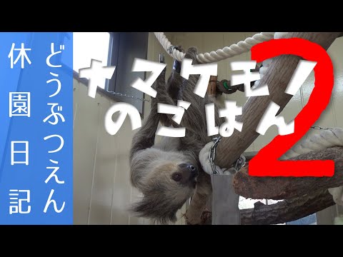 ナマケモノのごはん2【どうぶつえん休園日記】 ASMR　咀嚼音【クリちゃんねる】