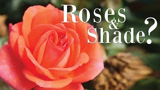 Roses In Shade