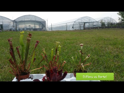 Video: Coreopsis Whorled (19 Foto): Una Panoramica Delle Varietà 