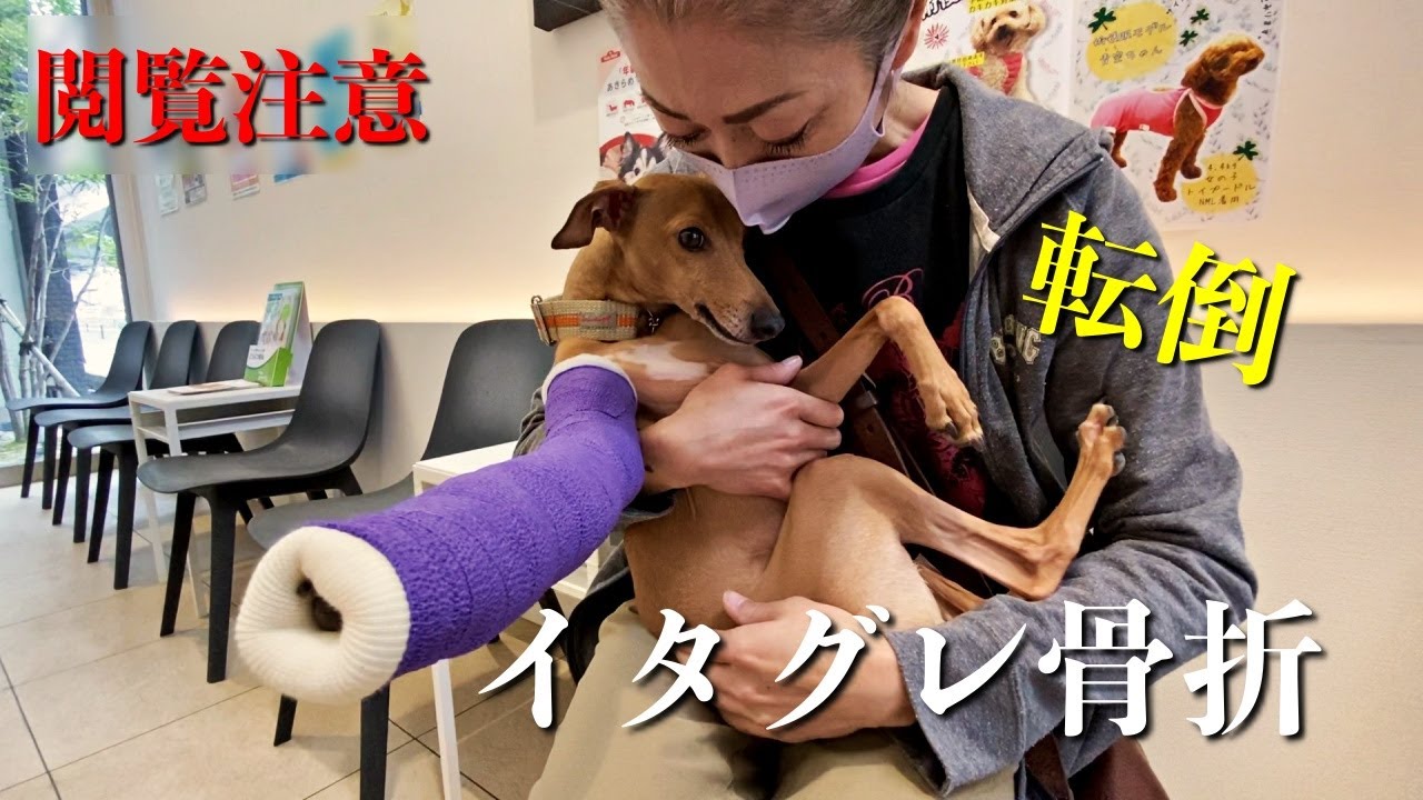 【緊急事態】イタグレを骨折させてしまいました…事故発生〜手術後退院①【閲覧注意】