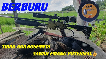 HUNTING‼️NOT BORED, RICE FIELDS ARE REALLY POTENTIAL