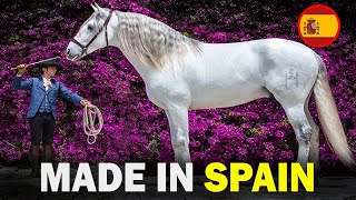 6 RARE Spanish Origin Horse Breeds You Don’t Know About!!