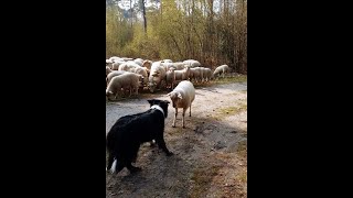 Stubborn Lamb Challenges Sheep Dog || ViralHog