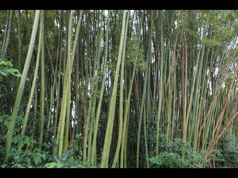 Vidéo: Comment faire pousser du bambou chez soi dans le sol : règles de plantation et d'entretien