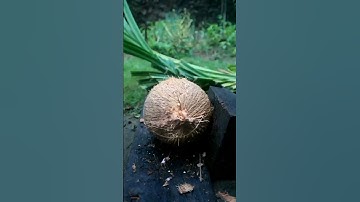 Removing the hybrid coconut from its shell