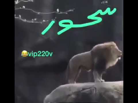 سحور بصوت الاسد مضحك جدا 