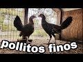 pollitos finos casi 3 meses ya