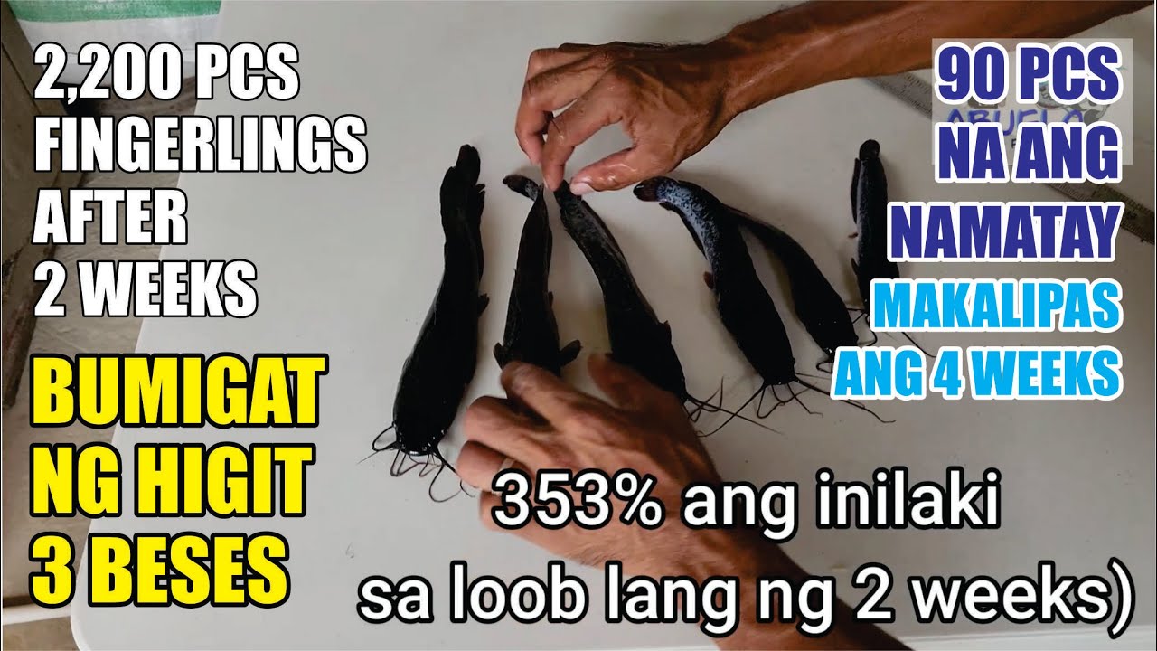 EP. #24 - 2,200 PCS NA HITO F'LINGS, AFTER 4 WEEKS HIGIT SA TATLONG BESES ANG IBINIGAT, 2.5