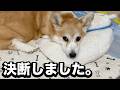 大好きなくきのことを1番に考えて出した答えです。