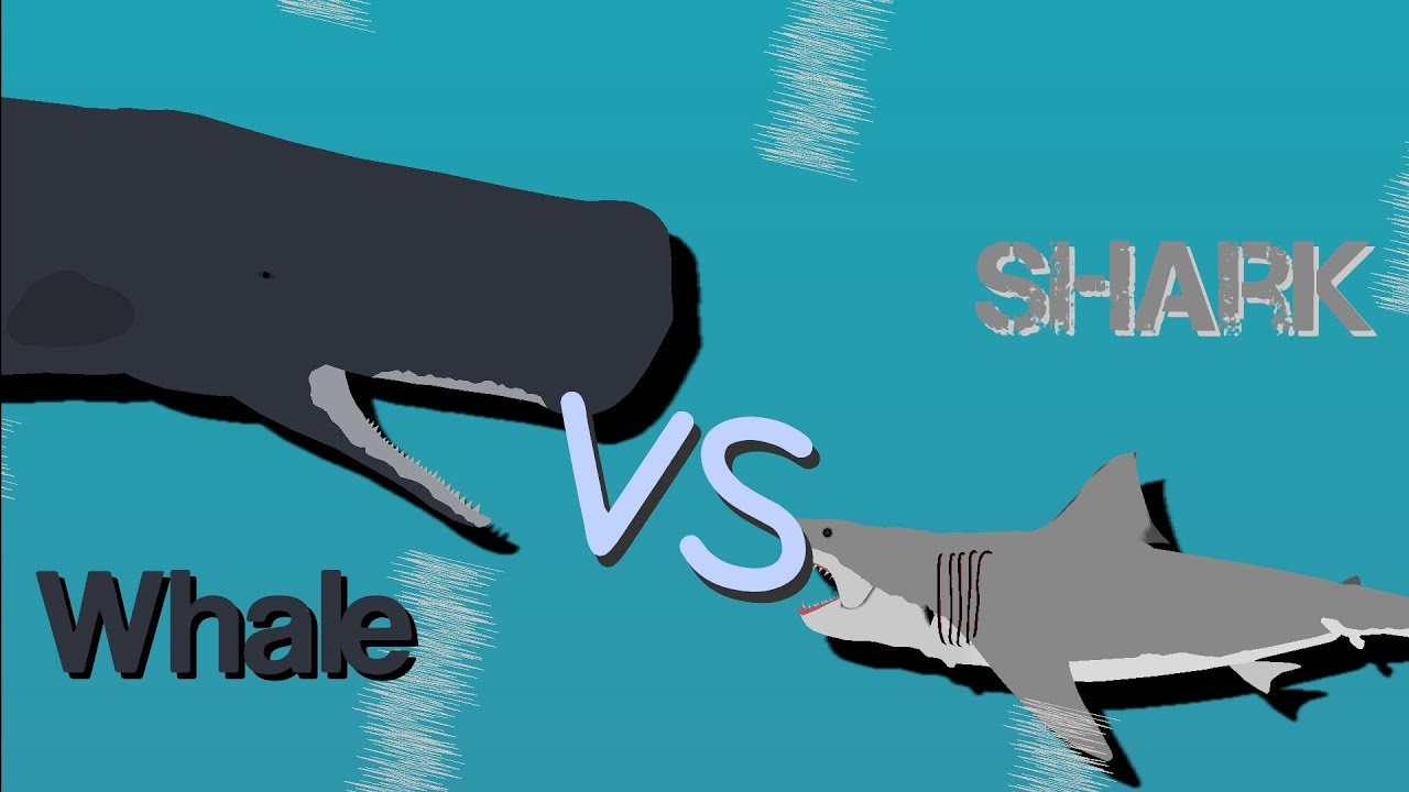 Sperm Whale Vs Great White Shark | Stick Nodes