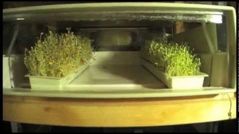 How to Sprout Seeds and Quickly Pay for an Easygreen Sprouter