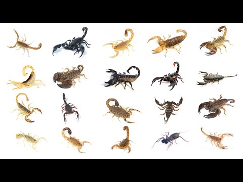 Types of Scorpions | Learn 20 Different Types of Scorpions In English | Scorpion Species Names Pics