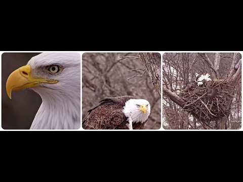 Decorah Eagles - North Nest, fight between two male eagles 10.02.2026 Explore Live Nature Cams