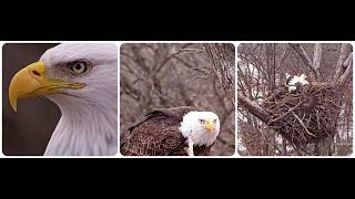Decorah Eagles - North Nest, fight between two male eagles 10.02.2026 Explore Live Nature Cams