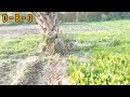 Kitchen gardening-2@drbushiOfficial 