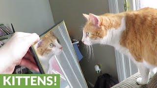 Cat is fascinated by reflection in mirror