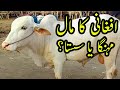 RATES & BARGAINING with Afghani at Sohrab Goth Cow Mandi 2020 | Bakra Eid 2020 | Qurbani Cows 2020